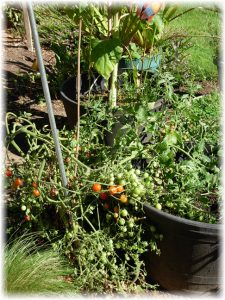 Fall Garden Cleanup - Unplanned Tomatos